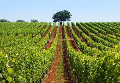 Weingarten von Moreno Coronica auf Istrien