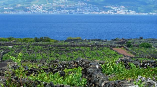 Weinbau auf den Azoren