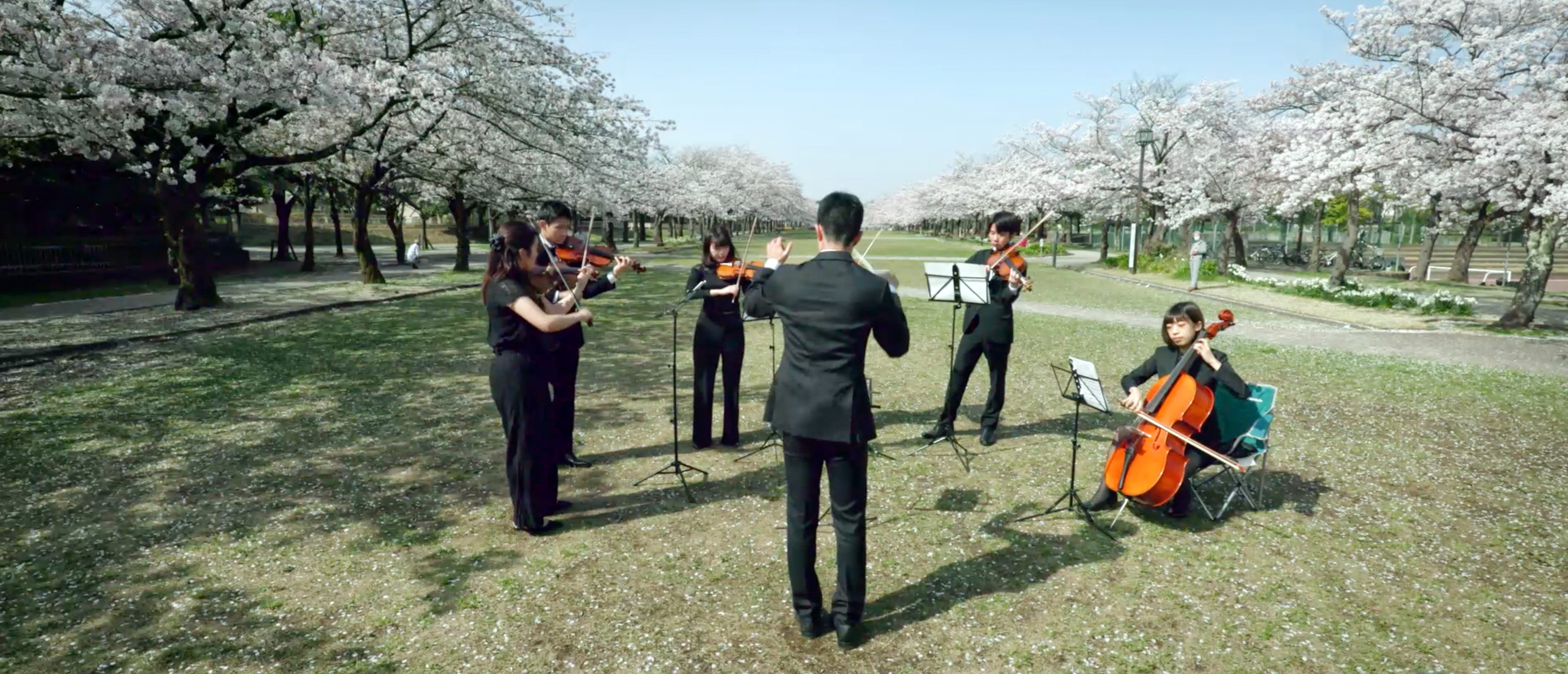 Richard Wagner zur Kirschblüte in Japan