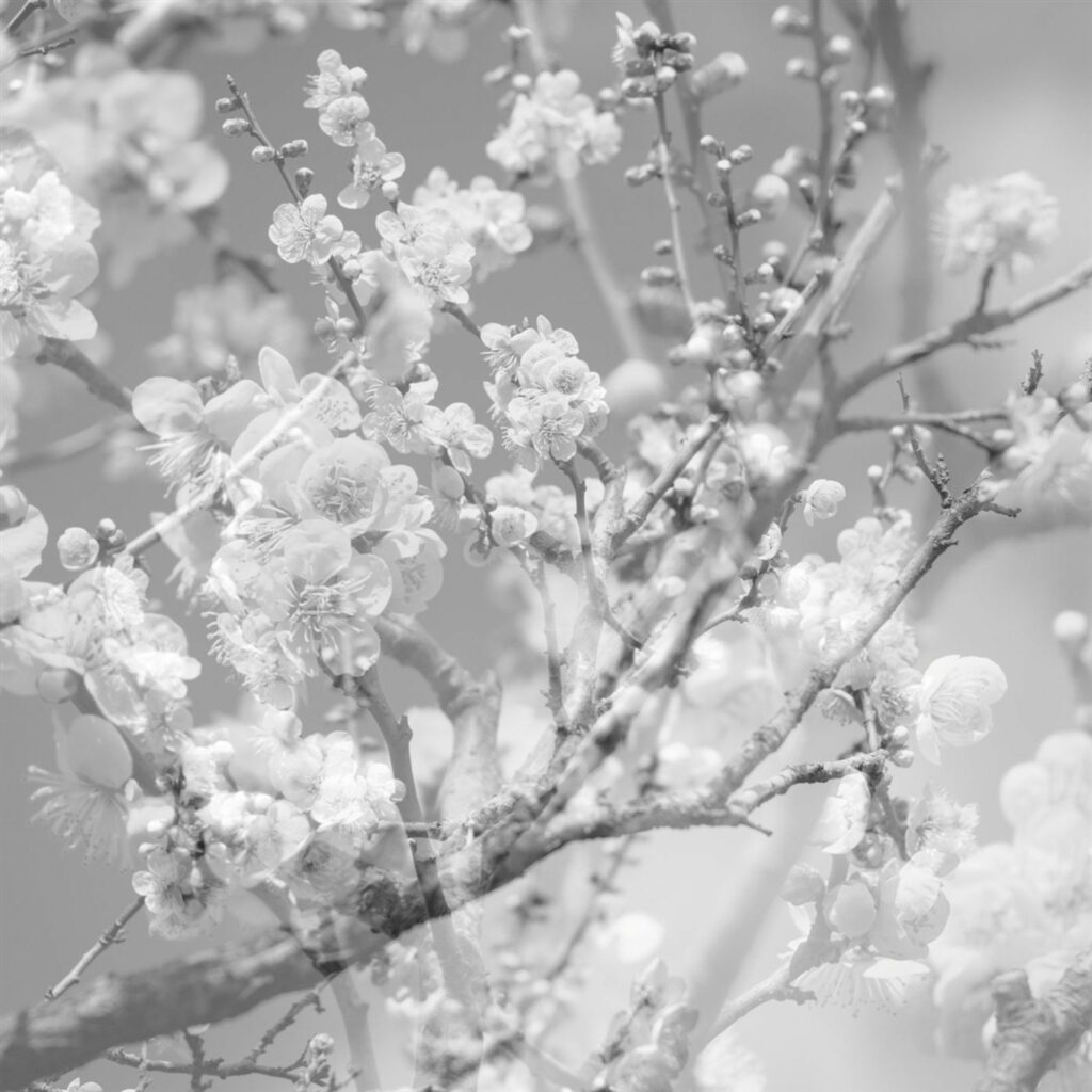 Hanamichi - The Final Studio Recording Vol. II (180g) (Transparent Vinyl)